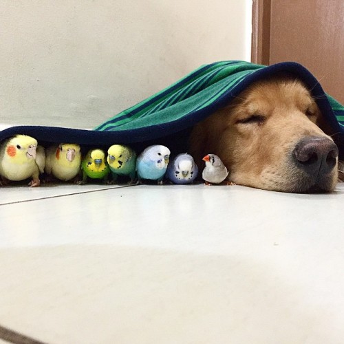 pwoosh:tastefullyoffensive:Bob the golden retriever is best...