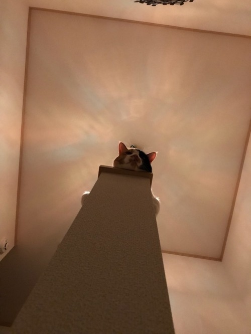 三毛猫 mixcat 愛猫 猫 ネコ ねこ ステンドグラスライト