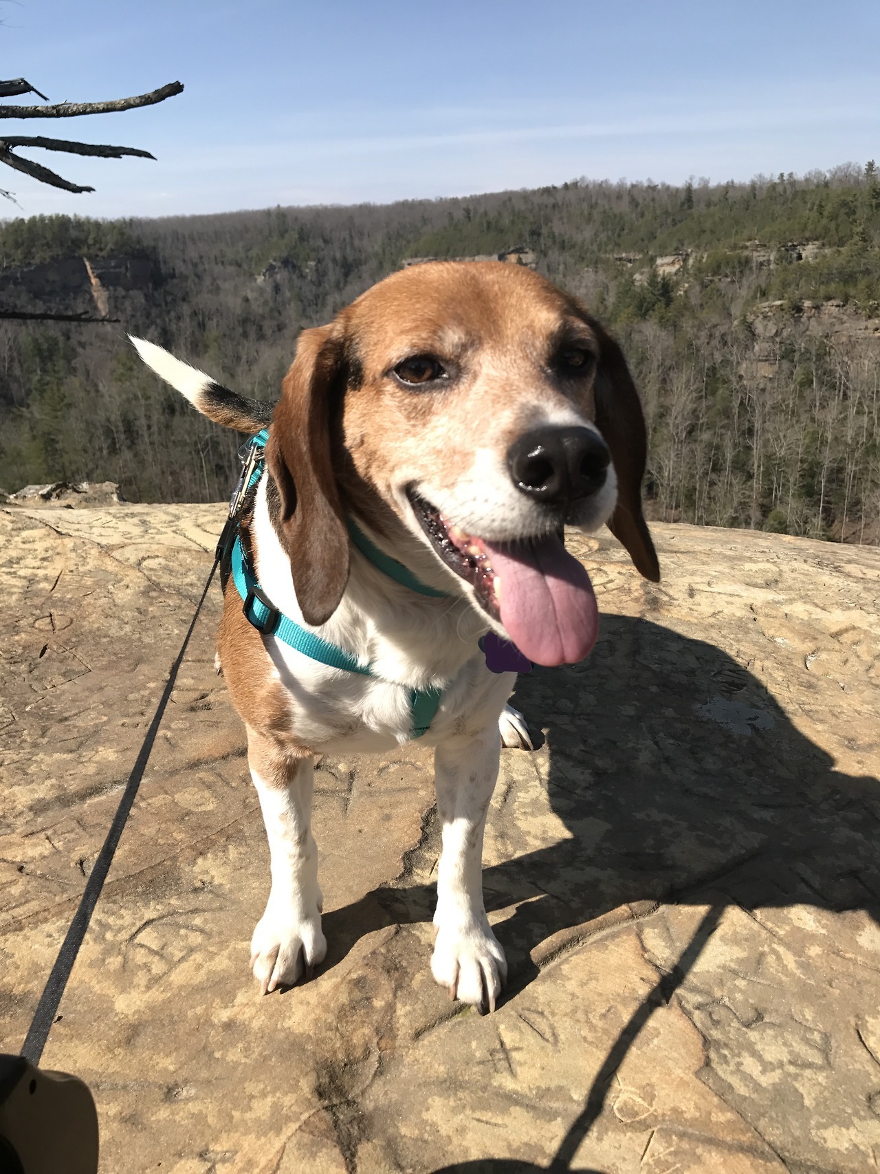 beagle hiking