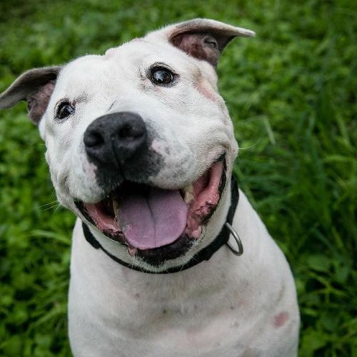 shelterpetproject:Bun B. is so happy to be out of his kennel to...