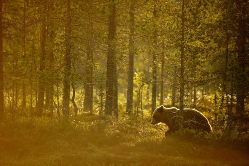 faeryhearts:Photography: Female Brown Bear In Finland, by Edwin...