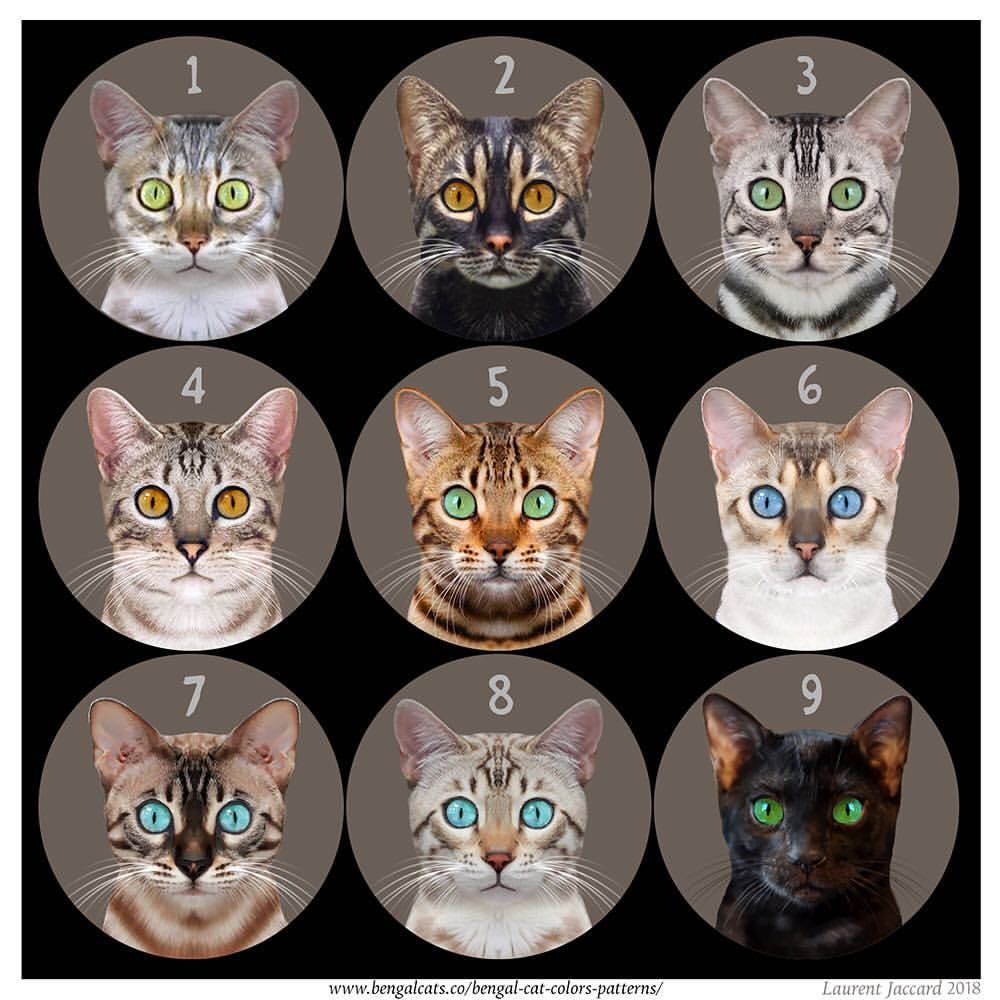 Bengal Cats — Can You Identify These Bengal Cat Colors 📷 By 4882