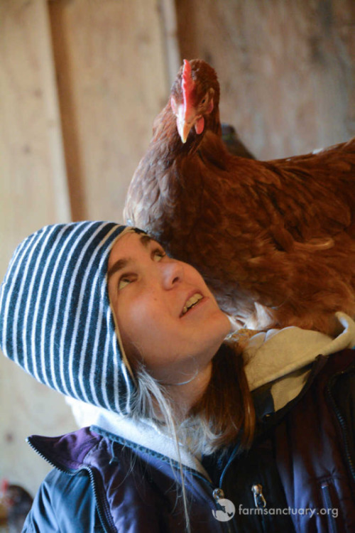 Animals of Farm Sanctuary — ‘Chicken Whisperer’ Abbie Rogers Gives ...