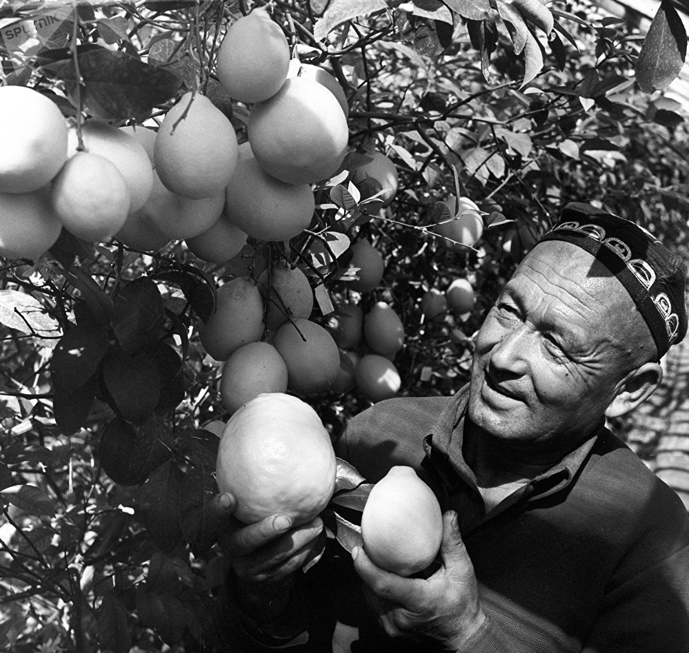 “Kzyl Uzbekistan” kolhoz. Agronomist Z. Fakhrutdinov picks lemons. Photo by Maks Alpert. (via)