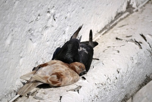 A couple of pigeons that looks someway dramatic.