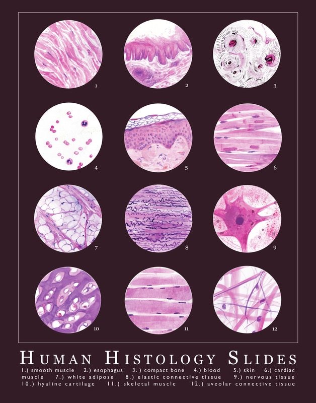 Scientific Illustration planchetts Watercolor studies of human tissue...