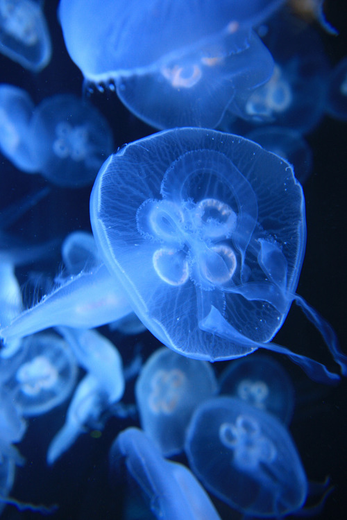 moon jellyfish on Tumblr