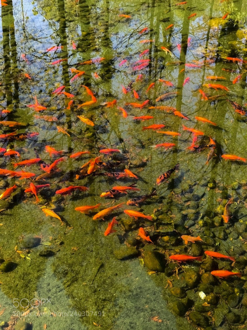 socialfoto:鱼翔浅底 by vcg-fox653