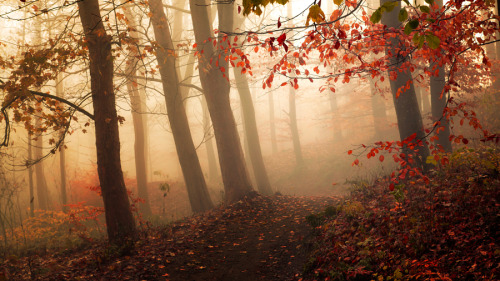 magic-spelldust:beautiful foggy forests by Leif Løndal