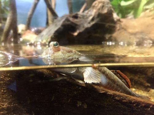 The Mudskipper. My new favourite creature ….. after Cats...