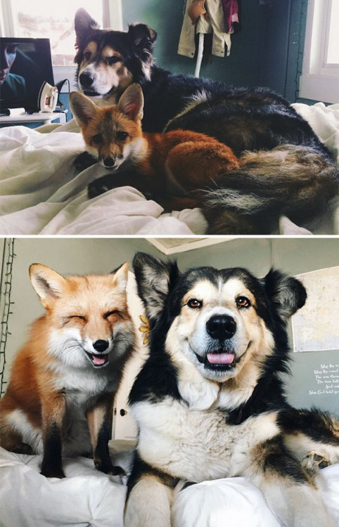 Before & After Pics Of Animals Growing Up Together