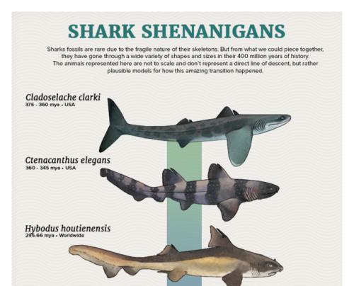 paleoart:Evolution Series: Shark ShenanigansShark fossils are...