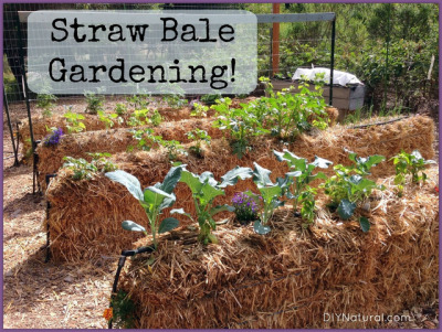 Strawbale Gardening Tumblr