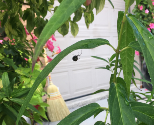 Was watering the plants and noticed some sort of widow? I think?...