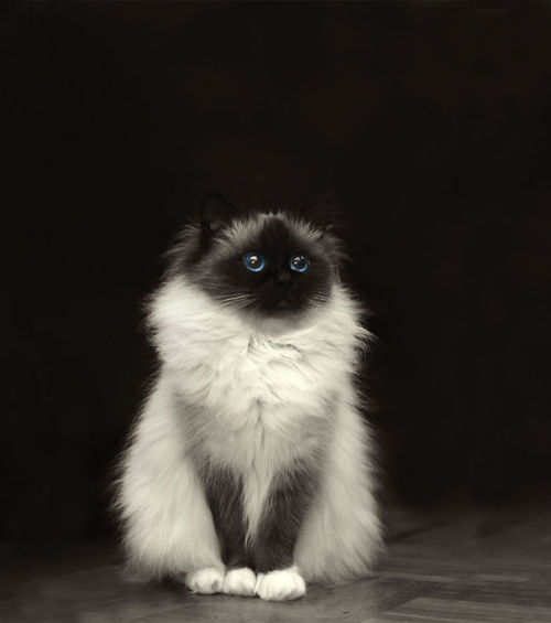 hollowedskin:boredpanda:20+ Of The Fluffiest Cats In The...