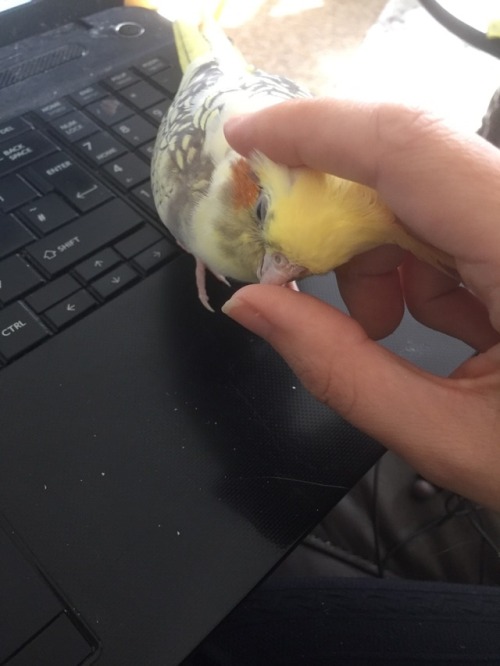 thatdoodlebug:Birb is life ❤️❤️