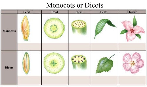 monocots-vs-dicots-fuck-yeah-trees