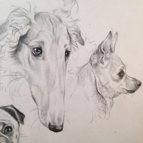 dog drawings on Tumblr