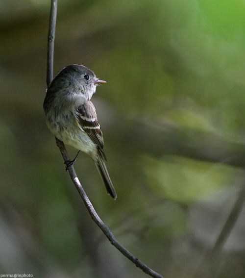 permagrinphoto:Hammond’s Flycatcher