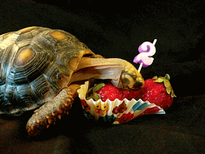 Tort Tumblr