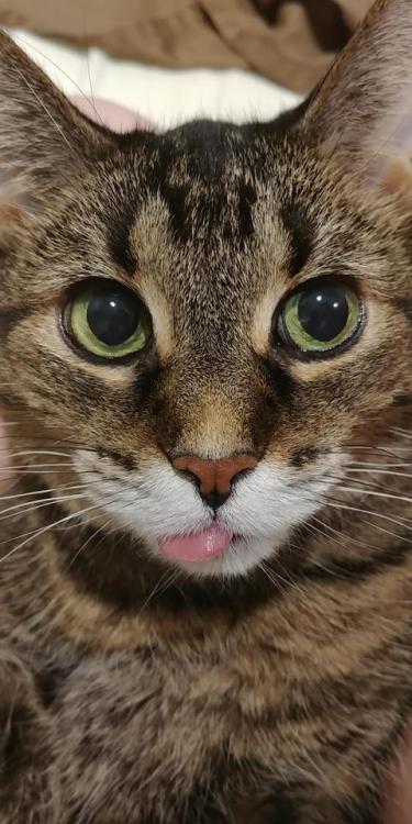 daily-blep:Molly’s crooked blep