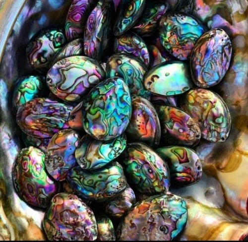 magick-rose-galaxy:Polished abalone shells Beautiful and...