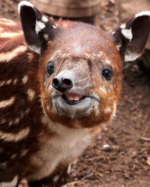 sdzoo:We submit Don Tapir for best smile. 