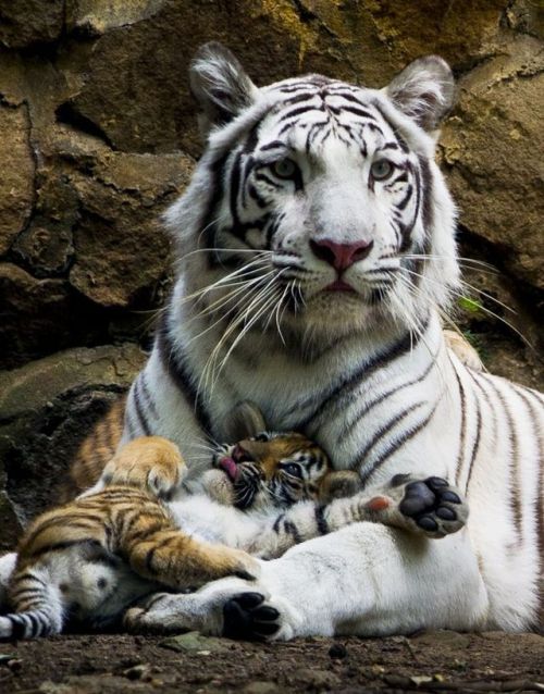 thefingerfuckingfemalefury:daily-blep:Lil tiger already...