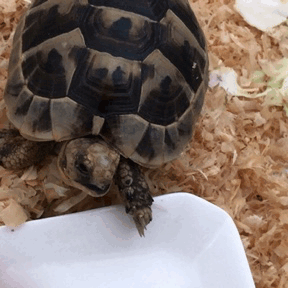 cute turtle gif | Tumblr
