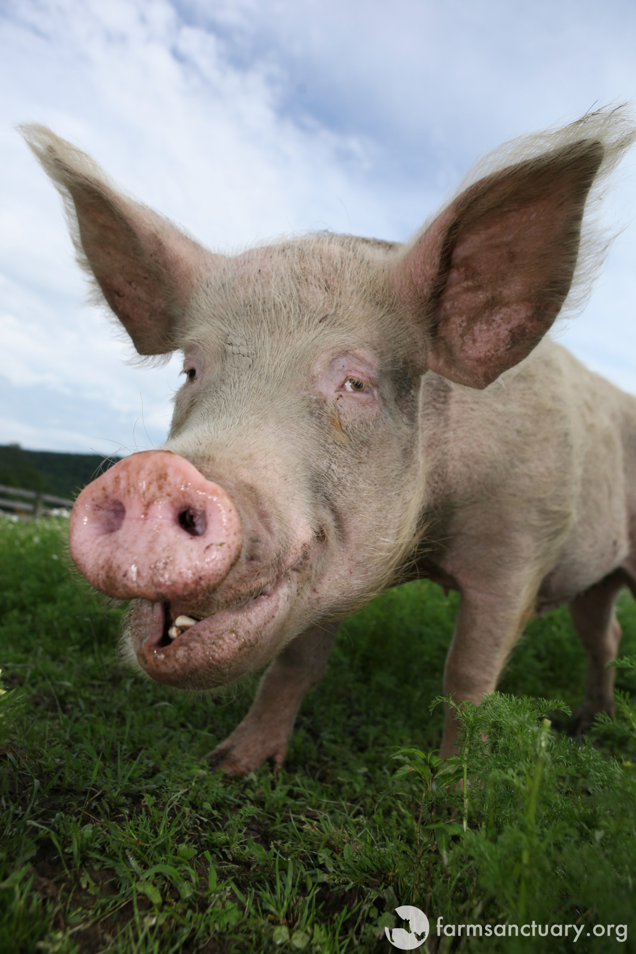 Animals of Farm Sanctuary — Through the Darkness Comes a Light, Through