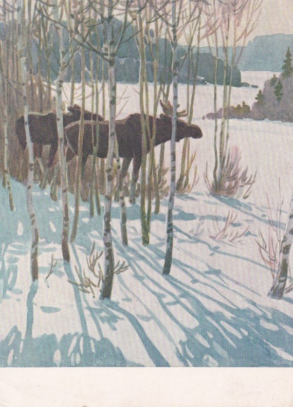 Moose, postcard by F. Glebox, 1956 (buy)