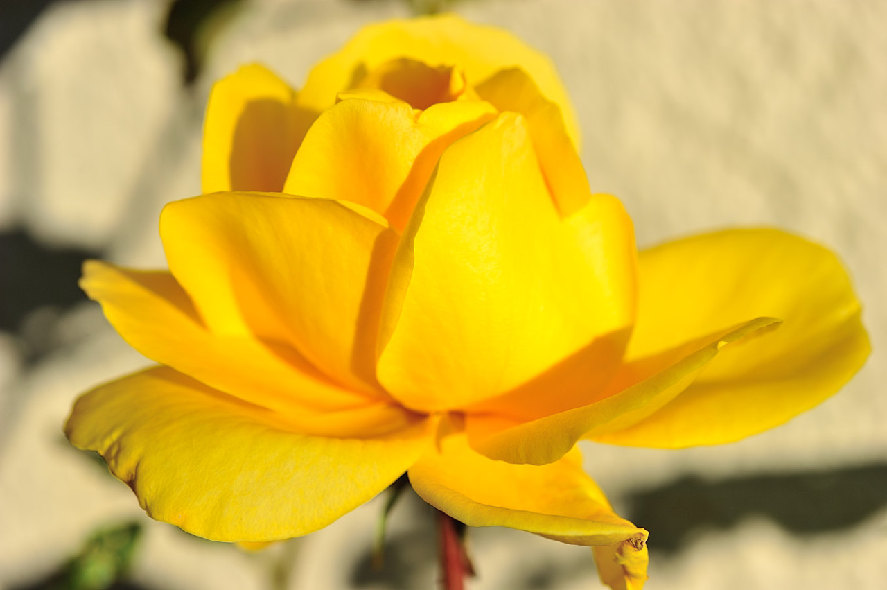 Monsitephotos Rose Jaune La Rose Jaune Dans Le Langage Des