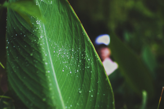 Drops