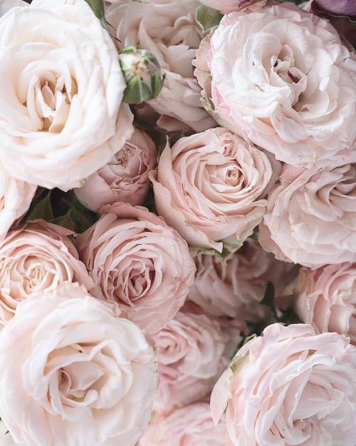 andantegrazioso:In the mood for softness | feminin_grace