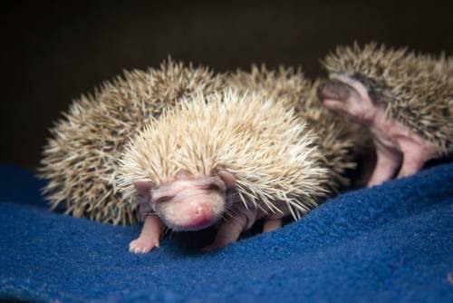 African Pygmy Hoglets Poke About at Oregon ZooHakuna Matata,...