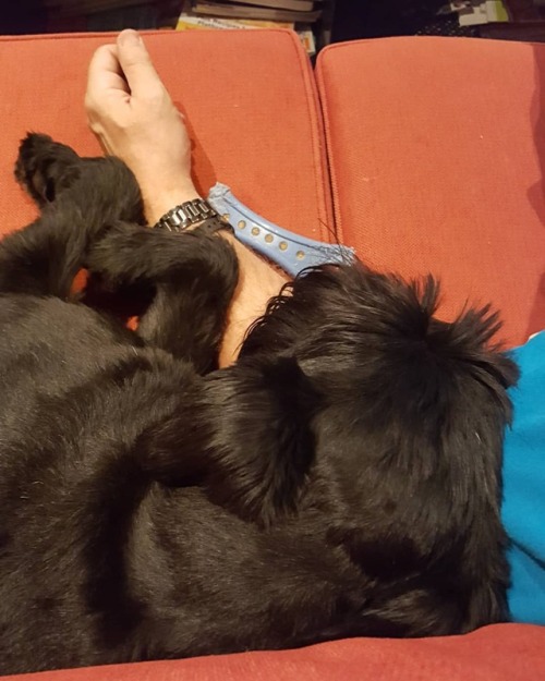 Dad’s arm belongs to dog now. It is law. #myboycoal...