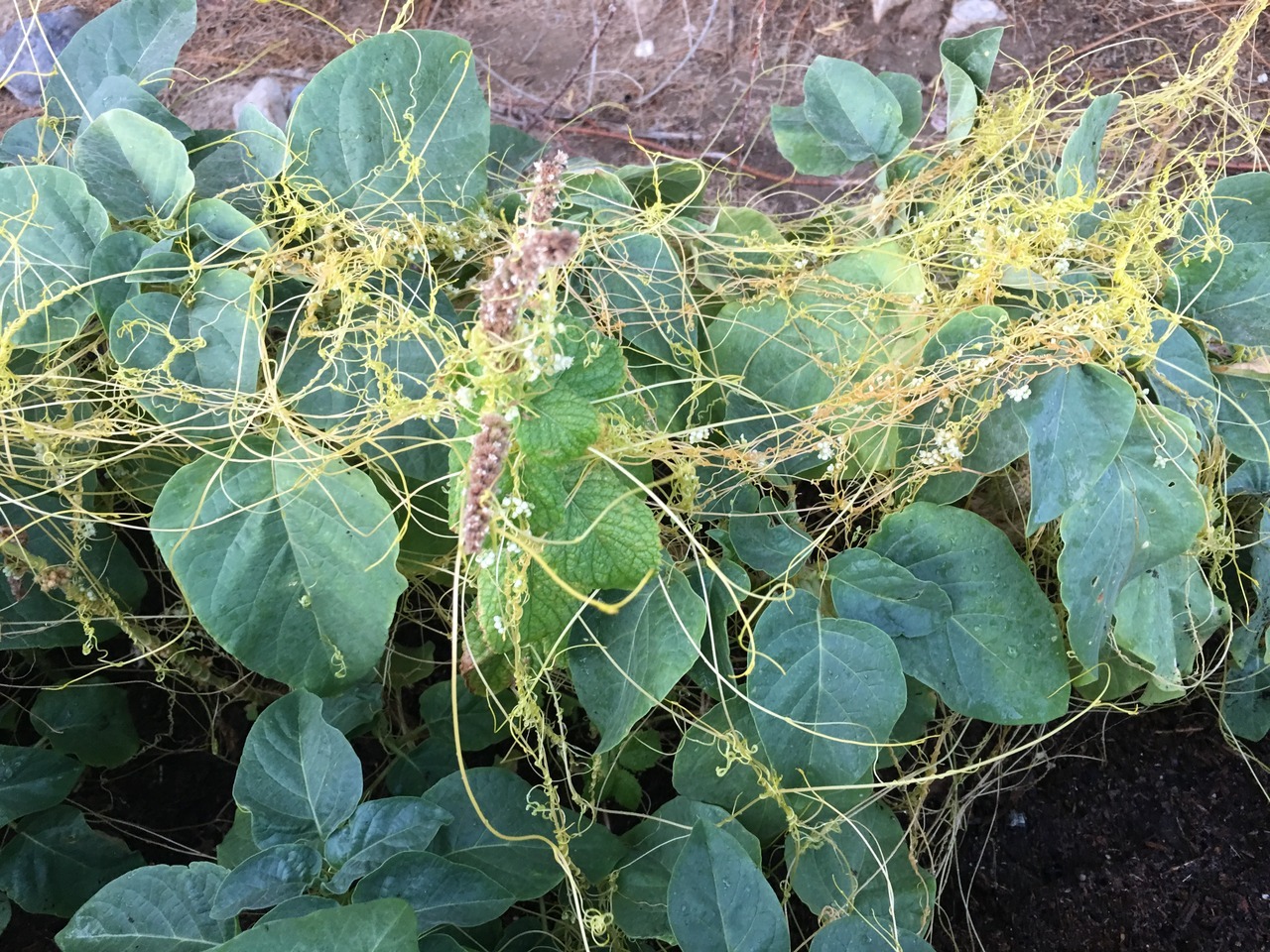 Thorne's World Arts — Dodder (Cuscuta epithymum) is a parasitic plant...