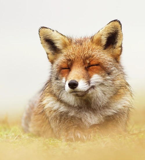 beautiful-wildlife:When the Lady Smiles by © Roeselien Raimond