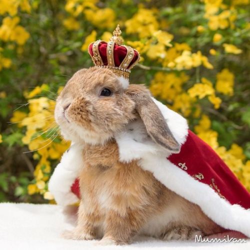 zorobunny:nexus-sages:This is PuiPui, a Holland Lop and...