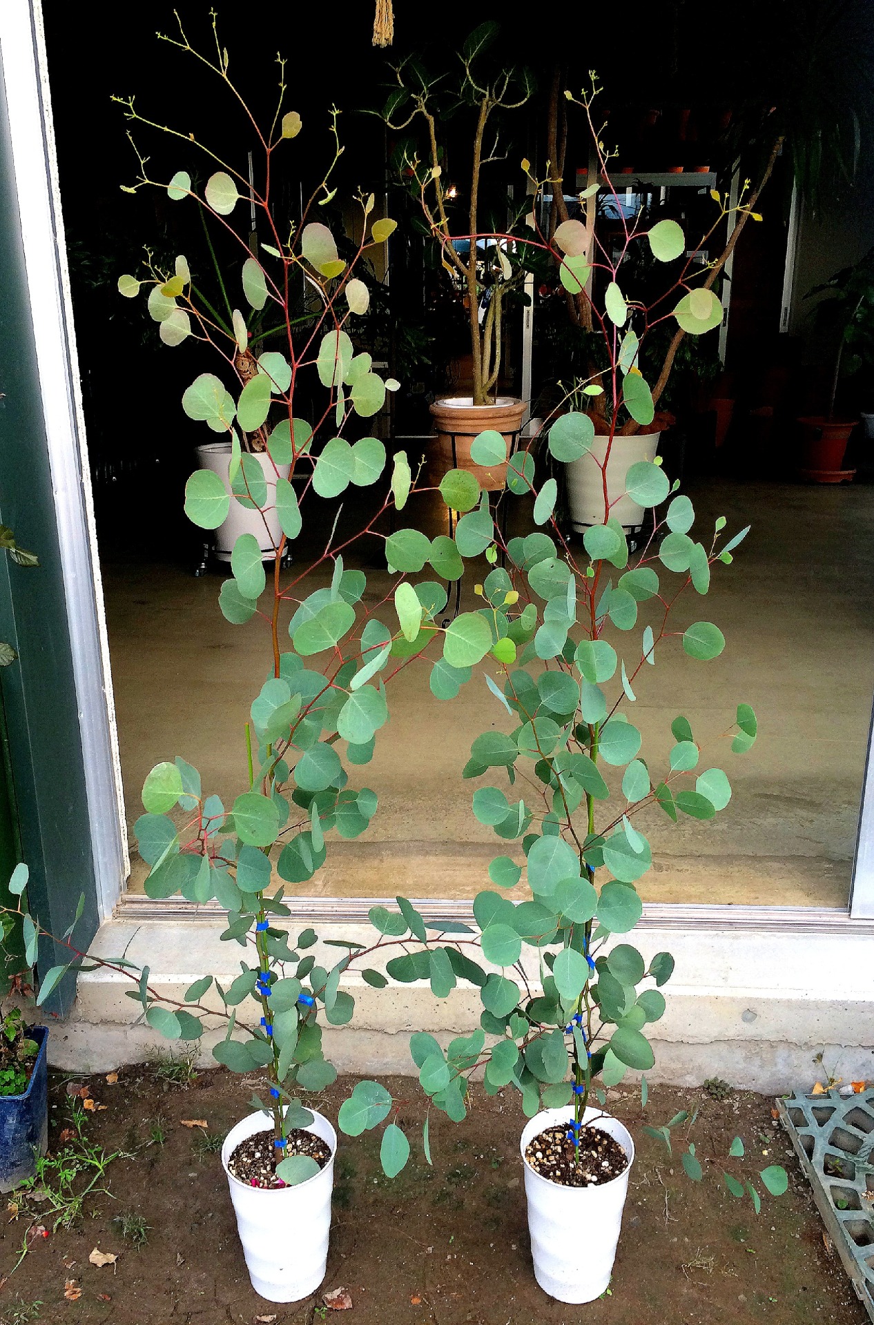 50 ユーカリ ポポラス 地 植え すべての美しい花の画像