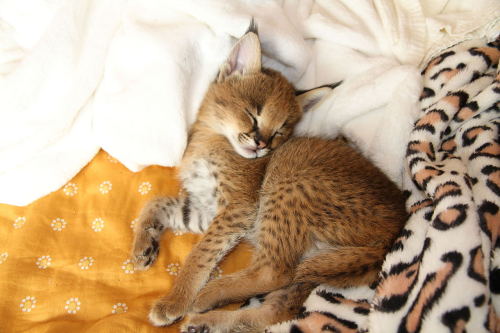 cuteness–overload:Caraval kitten sleepingSource:...