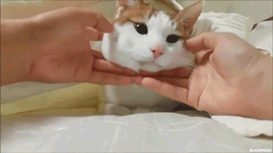 squish that cat gif