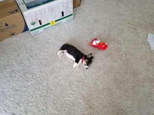 dawwwwfactory:Fox Mulder, 8 weeks old, doin’ a snooze.Click...