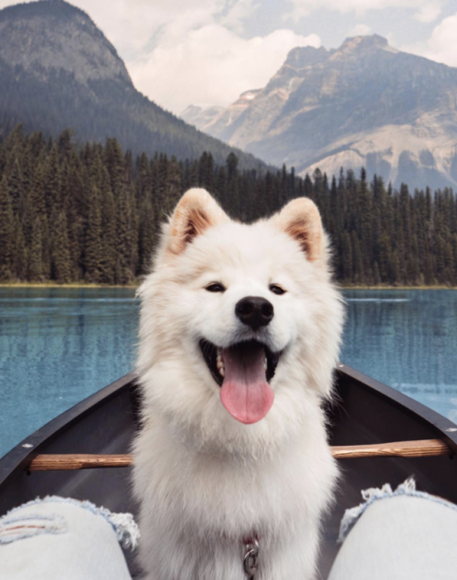 animals animal dog dogs photography pets puppy love inspiration motivation summer tropical dreams goals dog lover dog owner travel travelling landscape paradise nature adventure explore
