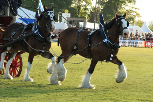 clydesdale horse on Tumblr