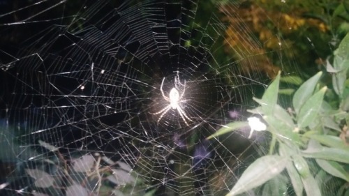 Night Spider