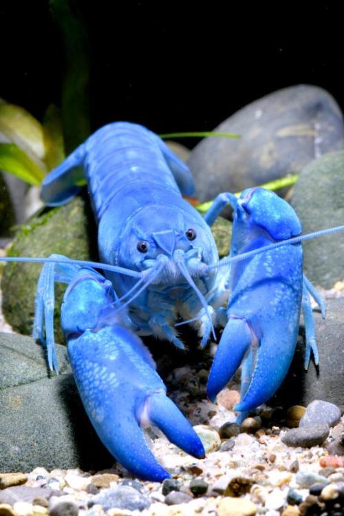 blue lobster on Tumblr