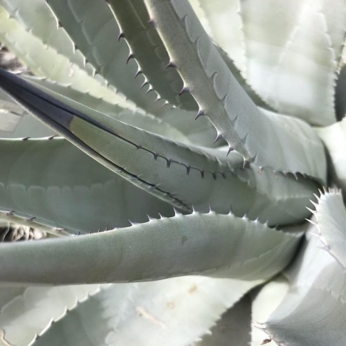 #AgaveDeserti detail.#agave #DesertAgave...