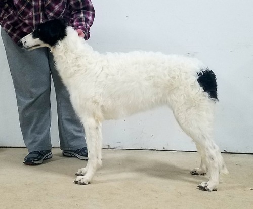 starswift-borzoi:KarmaStarswift Legacy Lives OnFreedom x...