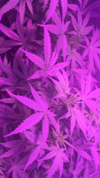 Featured image of post Aesthetic Weed Wallpaper - Please contact us if you want to publish a weed aesthetic wallpaper on our site.